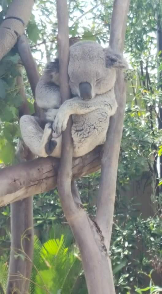 FB_IMG_1492303708486