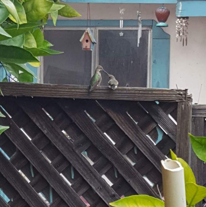 FB_IMG_1495230534210